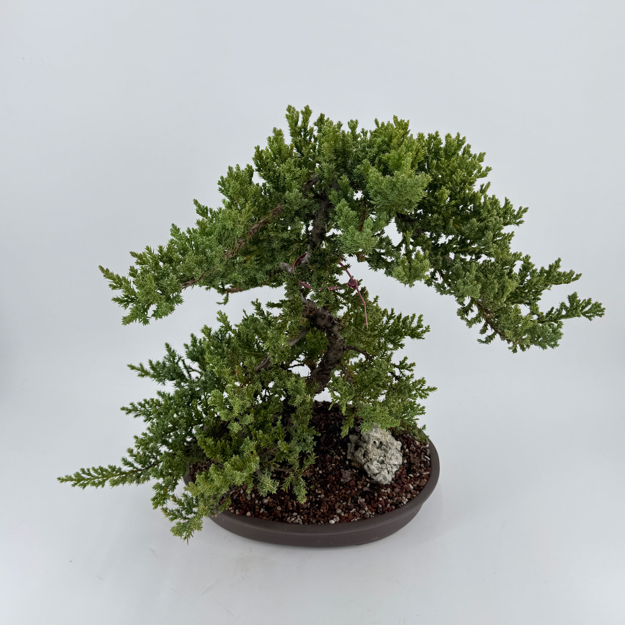 Japanese Juniper in an Unglazed Ceramic Pot (No. 16606) - Bonsai