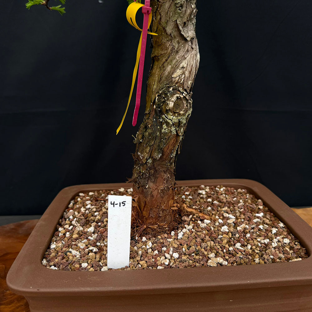 Gerald Rainville Dawn Redwood Bonsai – Unmatched Taper & Structure