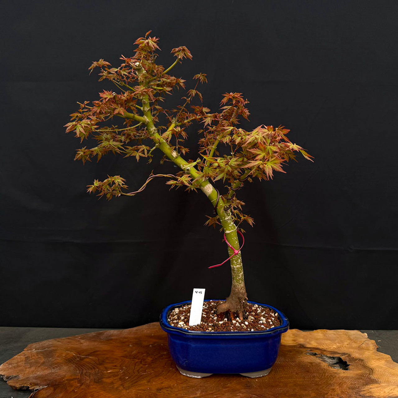 その他 Miracle Tree Sam Van Aken Tree of 40 Fruit - Business Insider