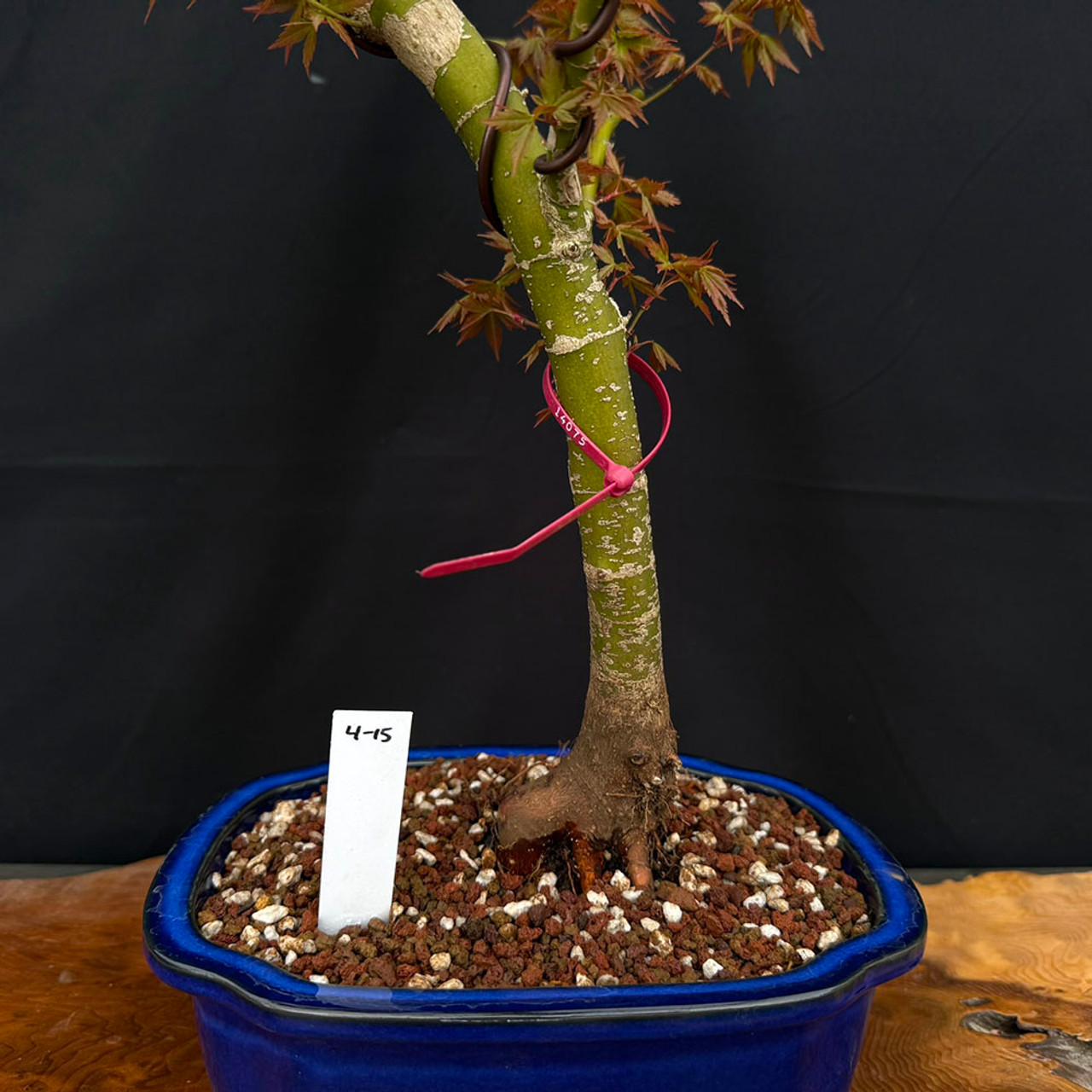 【中古】 Ｓｅｅｄｓ/碧天舎/Ｎｏｒｉｔｓｕｇｕ　Ｔａｎｉｍｏｔｏ 10+ yr Old Non-Grafted Seed Grown Japanese Maple In a Grow
