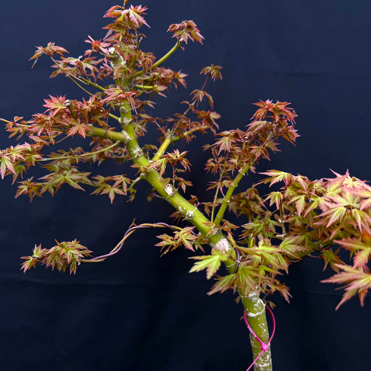 10+ yr Old Non-Grafted Seed Grown Japanese Maple In a Grow
