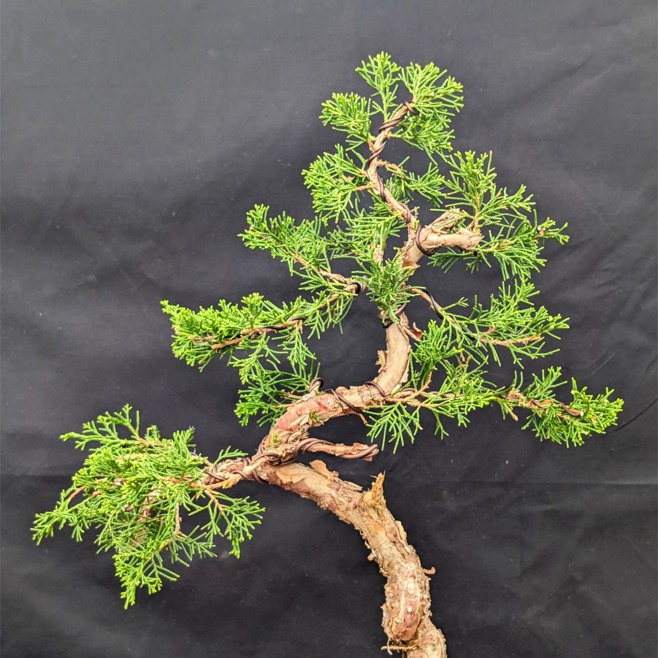 石付き糸魚川真柏　shinpaku Juniperus chinensis 552f00d5948fde692ae0d8de219452