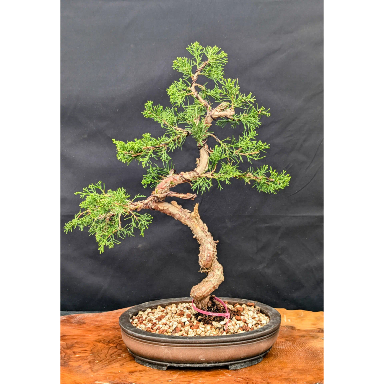 石付き糸魚川真柏　shinpaku Juniperus chinensis Itoigawa Shimpaku Juniper Bonsai Tree (No. 10845)