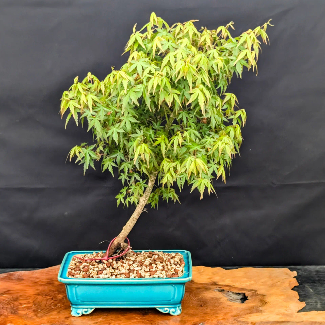盆栽 Japanese bonsai Gorgeous Juniper Bonsai | Spirit of Japan