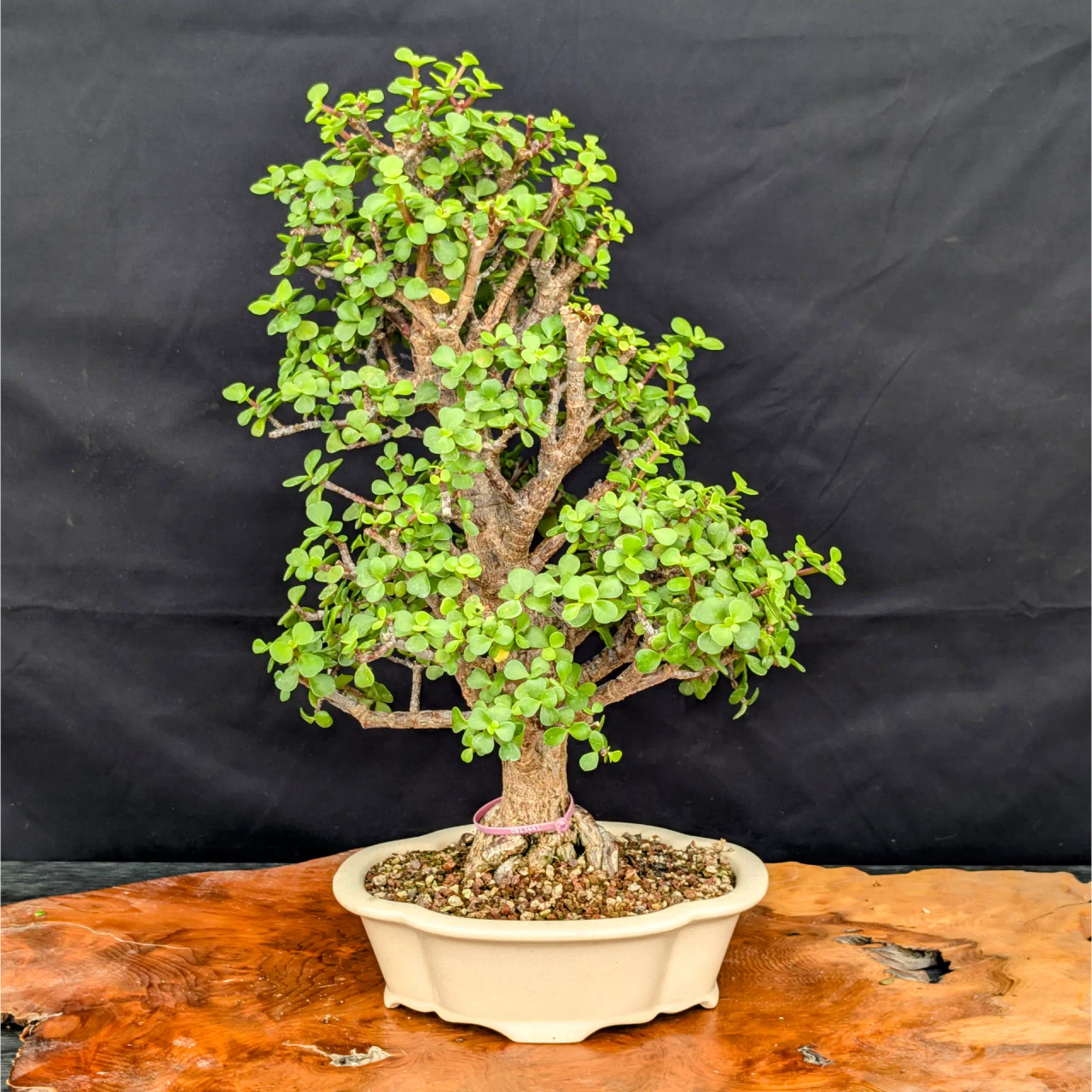Dwarf Jade 'Portulacaria afra' in a Glazed Ceramic Planter (No