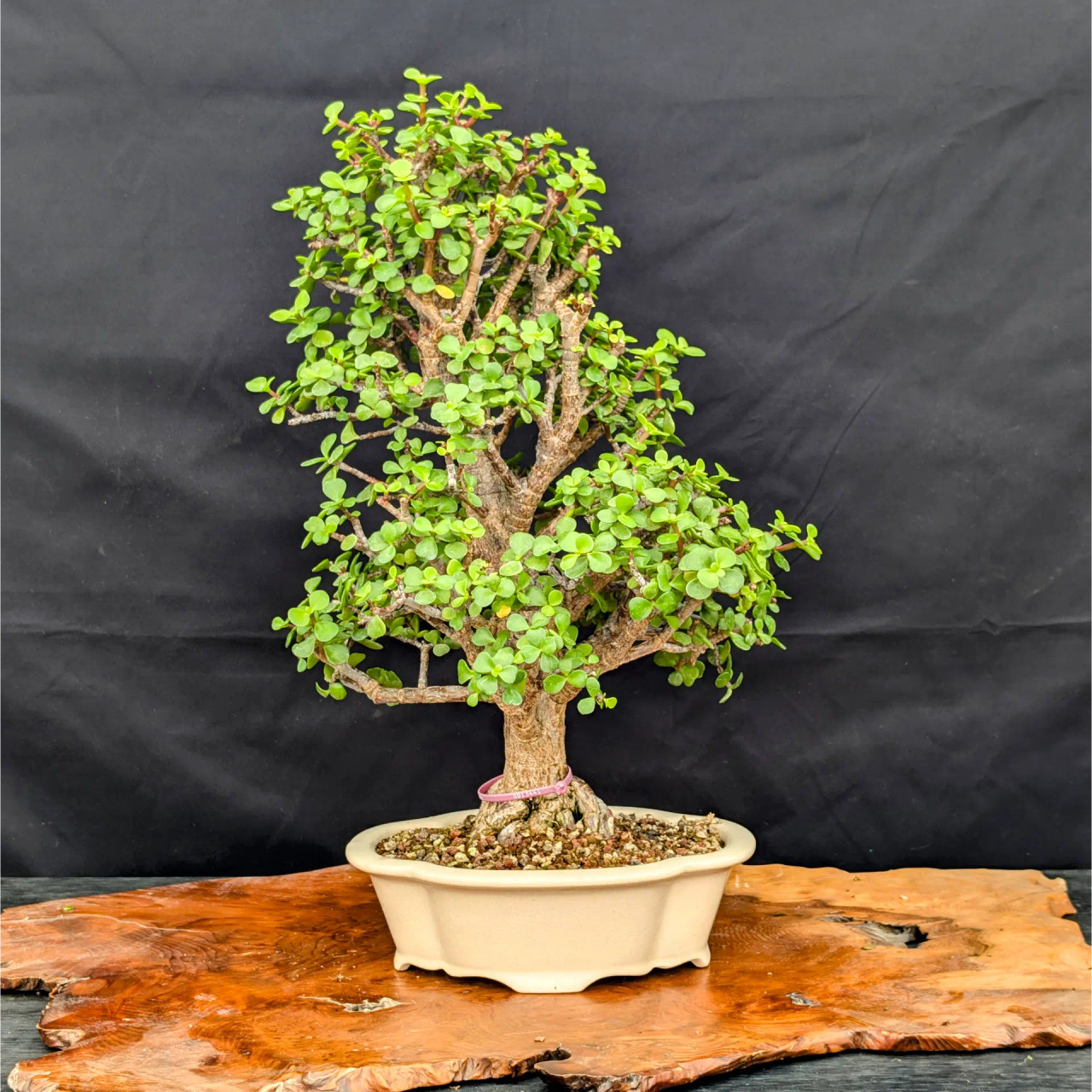 Dwarf Jade 'Portulacaria afra' in a Glazed Ceramic Planter (No