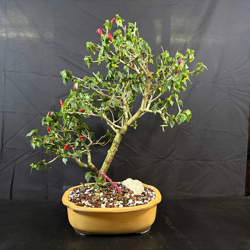 Turk's Cap Bonsai – Unique Flowering Tropical Tree for Bonsai