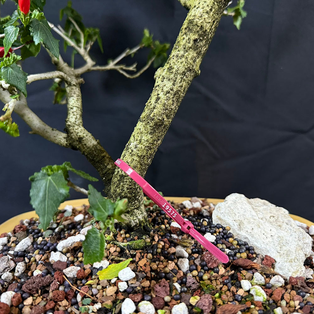 Turk's Cap Bonsai – Unique Flowering Tropical Tree for Bonsai