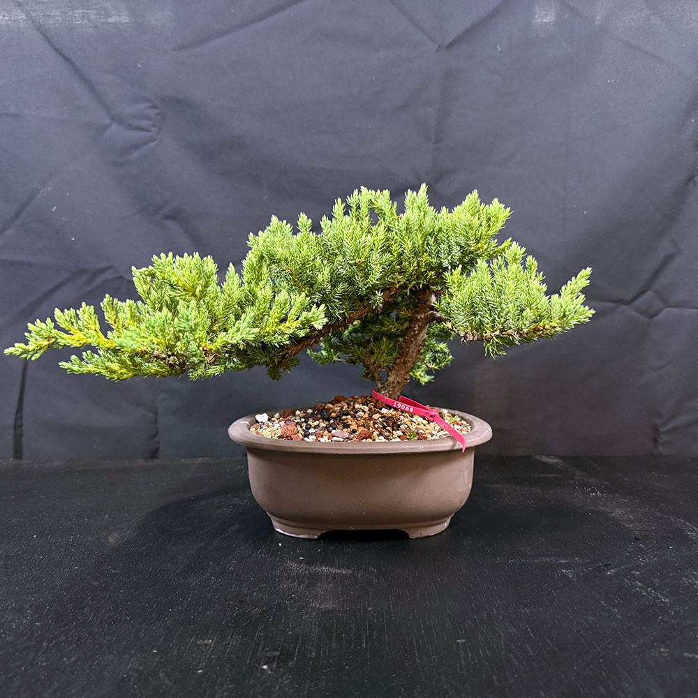 Juniper Bonsai Tree – 9