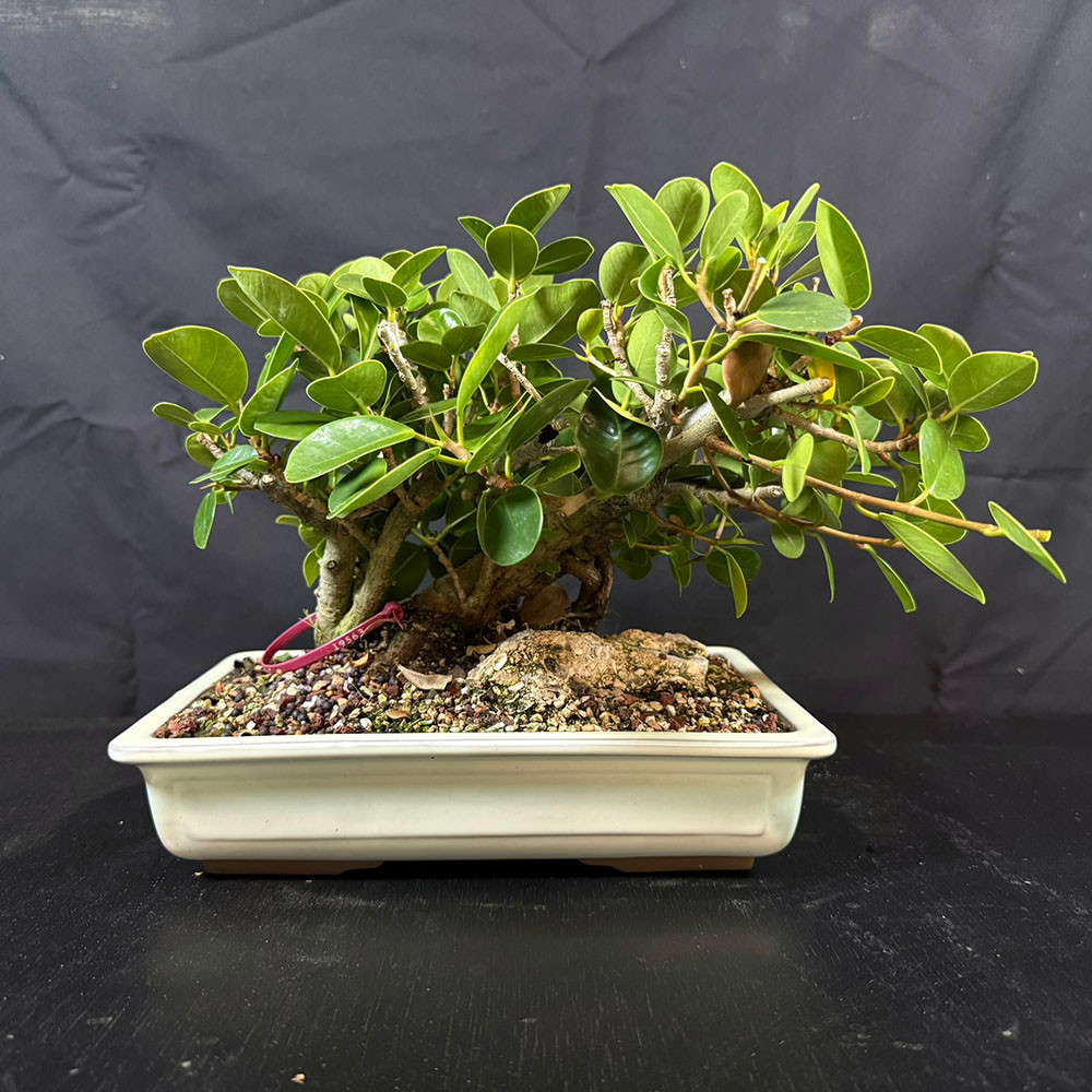 Green Island Ficus Bonsai  Indoor Tree with Glossy Leaves and Aged Trunk  in a Glazed Ceramic pot Pot. No. 19563