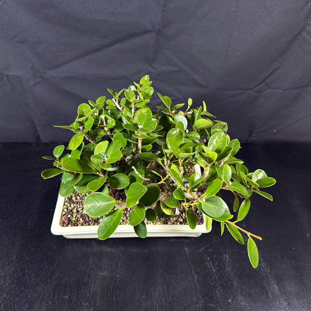 Green Island Ficus Bonsai – Indoor Tree with Glossy Leaves and