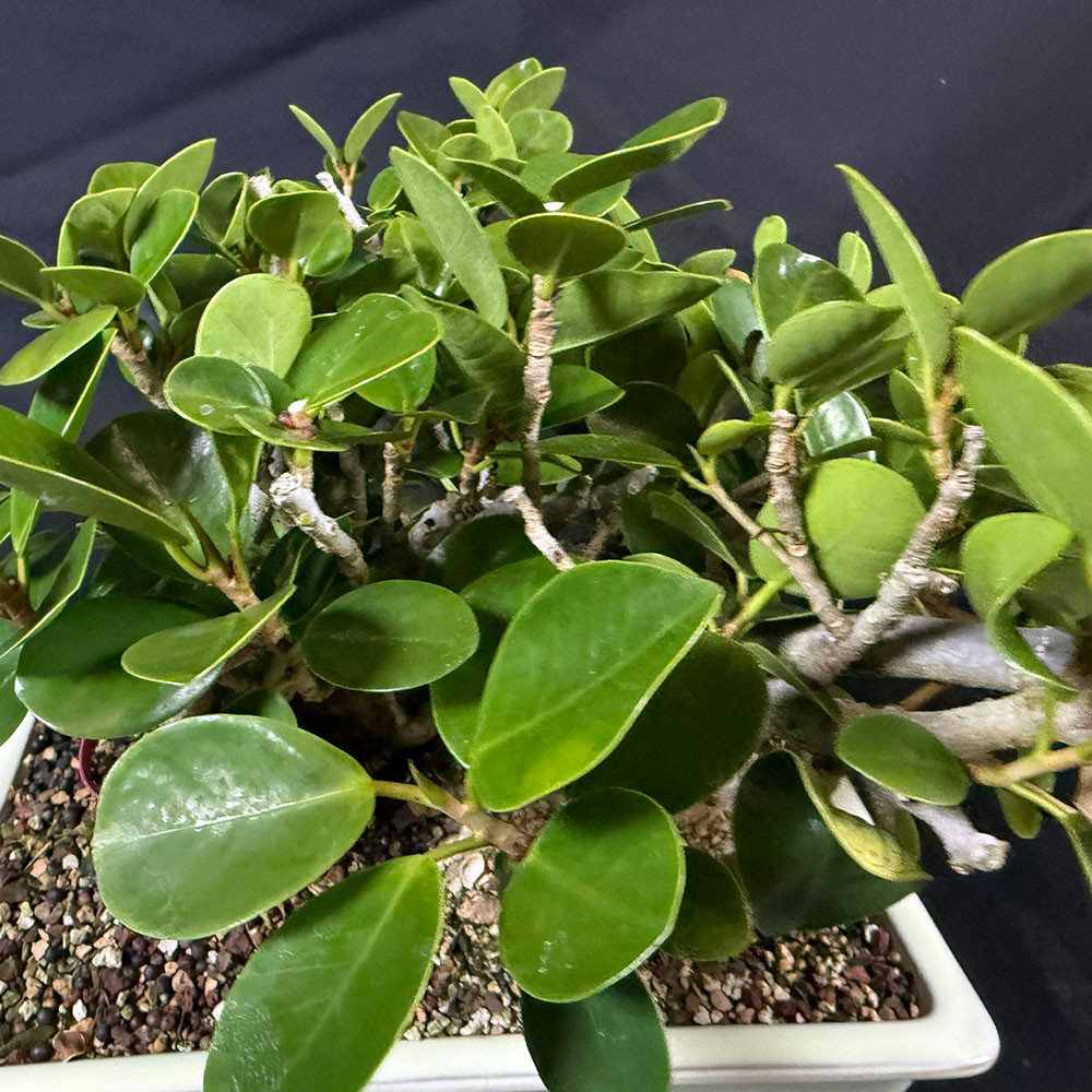 Green Island Ficus Bonsai – Indoor Tree with Glossy Leaves and