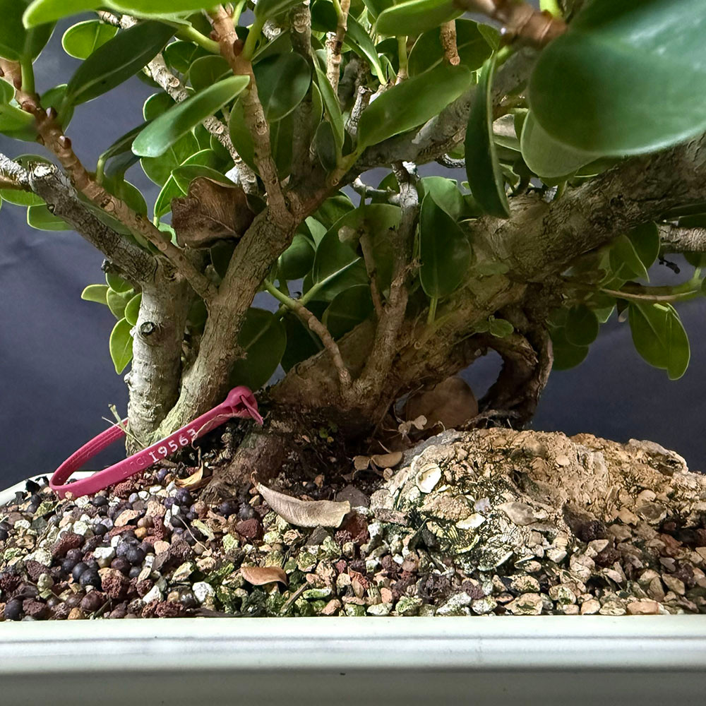 Green Island Ficus Bonsai  Indoor Tree with Glossy Leaves and Aged Trunk  in a Glazed Ceramic pot Pot. No. 19563