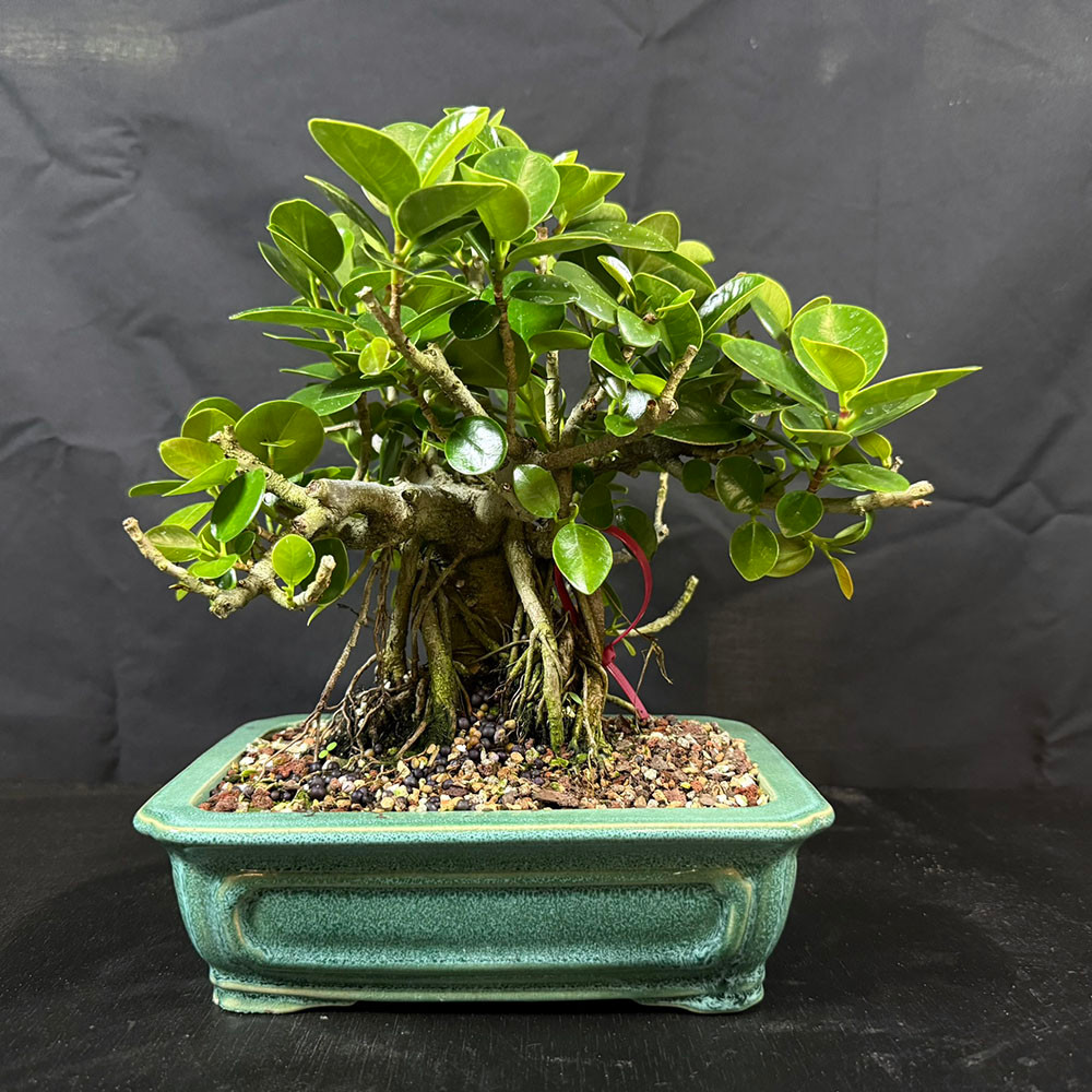 Shohin Green Island Ficus Bonsai with Air Roots – Compact Indoor