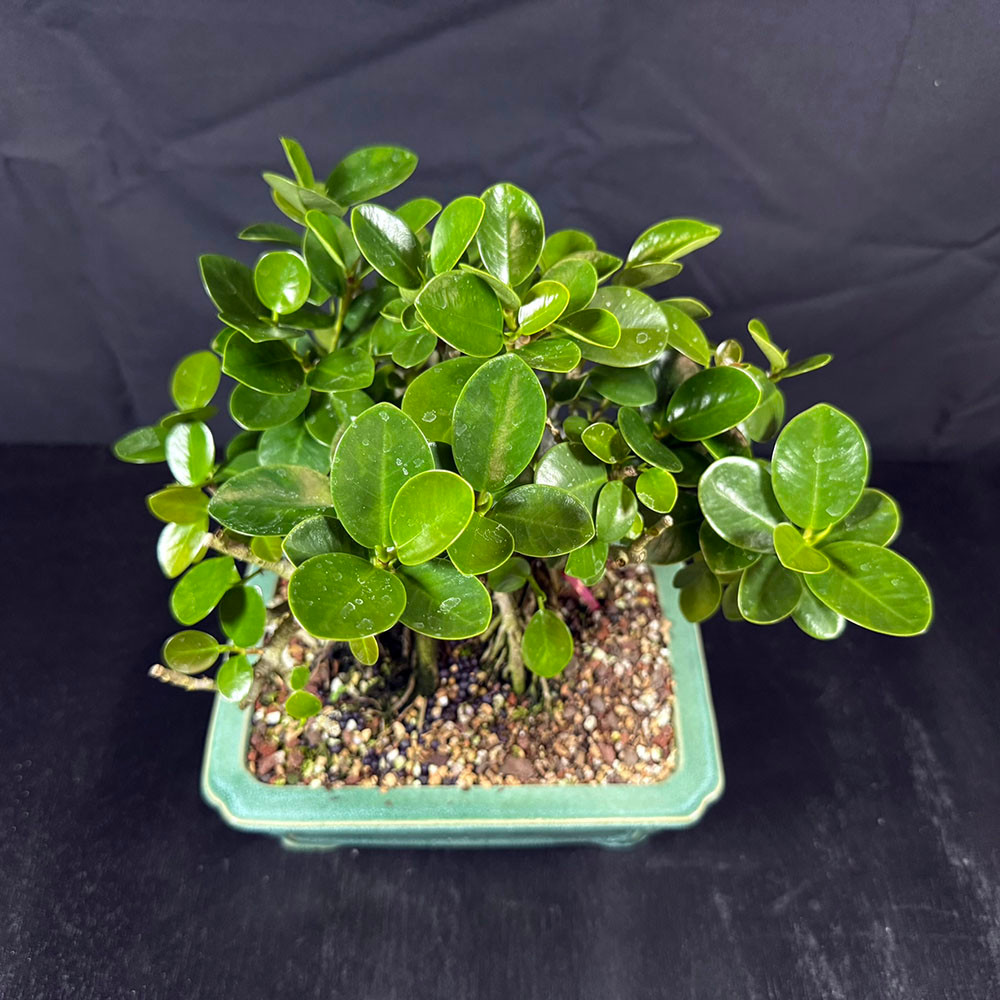 Shohin Green Island Ficus Bonsai with Air Roots – Compact Indoor