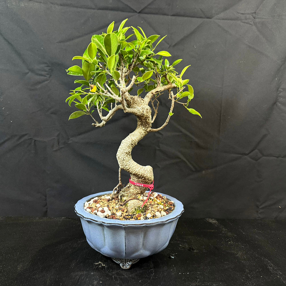 Tiger Bark Ficus Bonsai – Textured Trunk and Vibrant Indoor