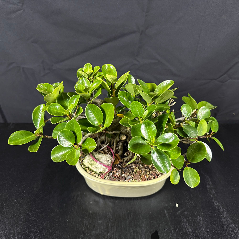 Premium Green Island Ficus Bonsai – Sculpted Roots and Dense