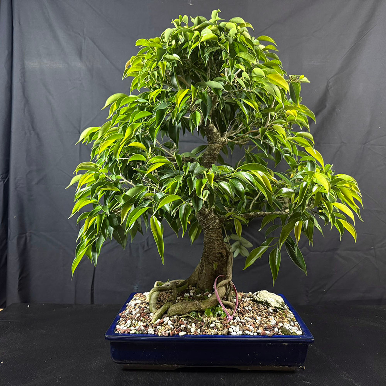 Old Oriental Ficus Bonsai – Mature Trunk and Classic Tiered