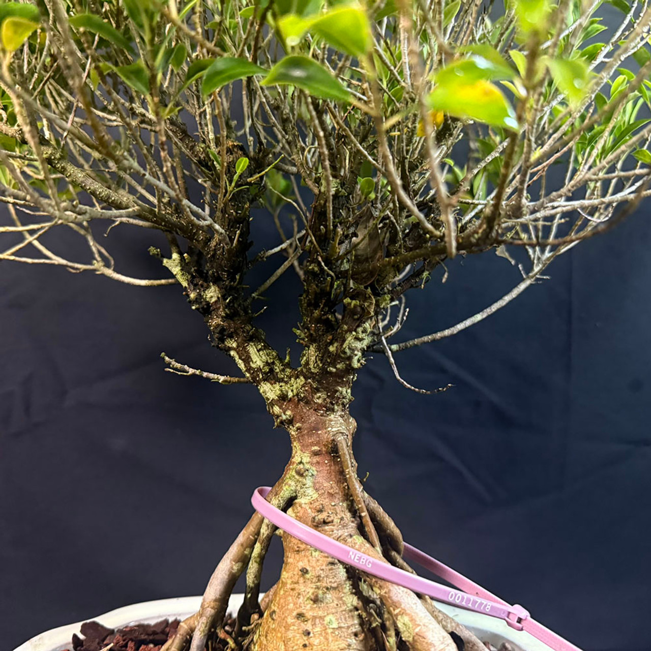 【とらごま】ONF × BOTANIZE EXOTIC PLANT とらごま】ONF × BOTANIZE EXOTIC PLANT BOTANIZE / EXOTIC