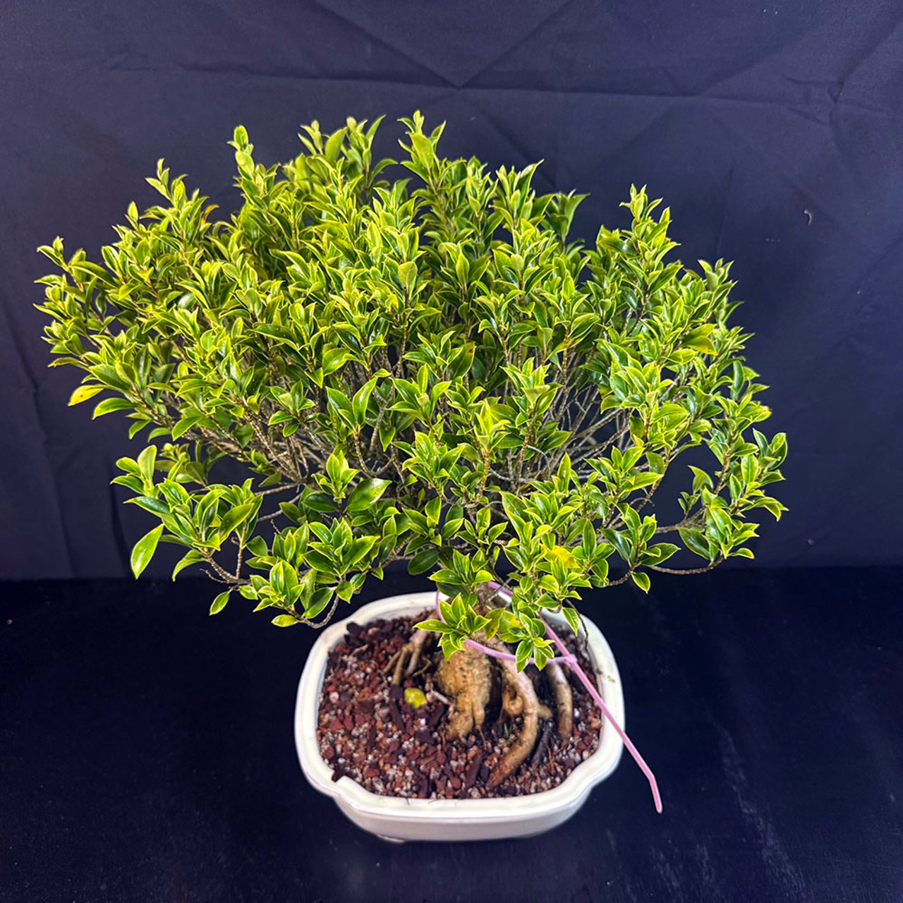Melon Seed Ficus Bonsai – Exposed Roots and Lush Tropical