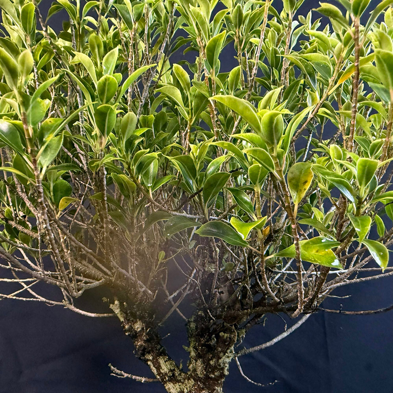 Melon Seed Ficus Bonsai – Exposed Roots and Lush Tropical