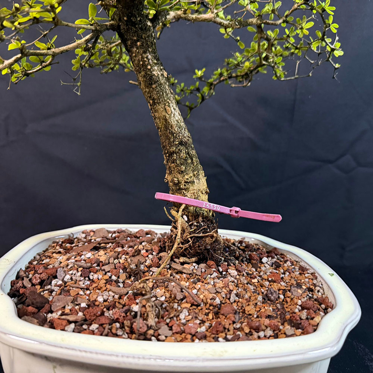 オリーブ盆栽　Olive Bonsai Dwarf Old Olive Bonsai Tree I Bonsai Outlet | WEB4137