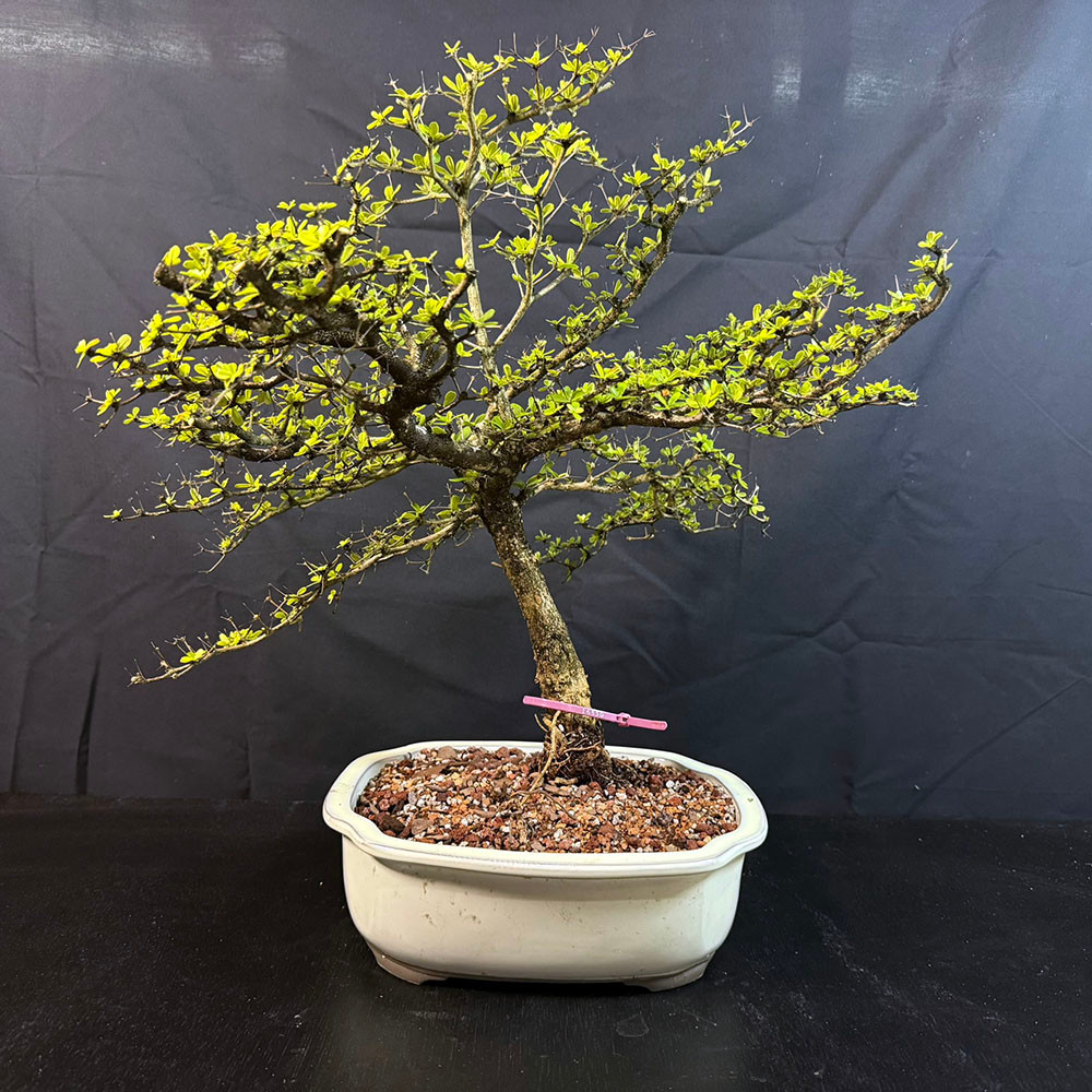 Black Olive Bonsai Tree – Refined Tropical Indoor Bonsai in