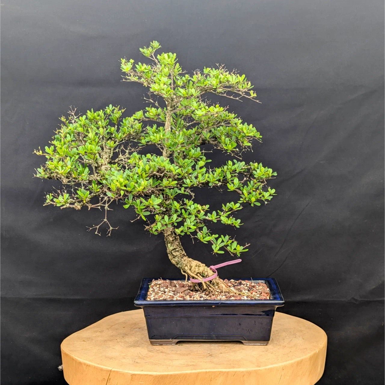 Black Olive Bonsai Tree – Refined Tropical Indoor Bonsai in
