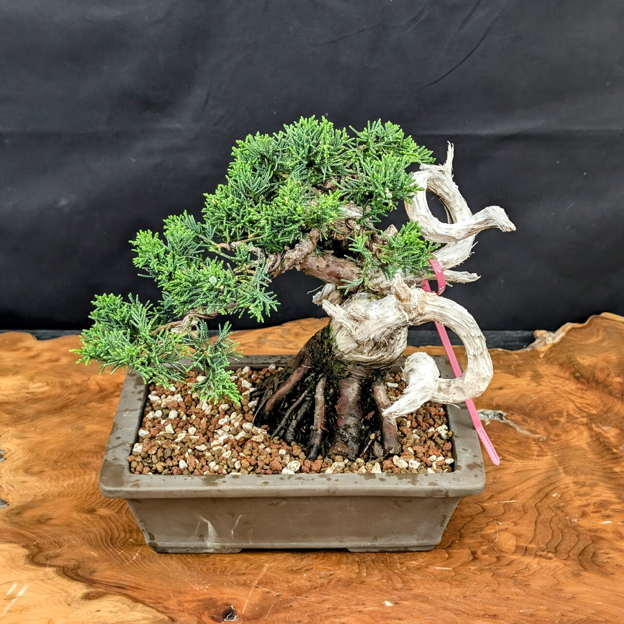 35 Year Old Shimpaku 'kishu' Juniper in an Ungalzed Planter (No