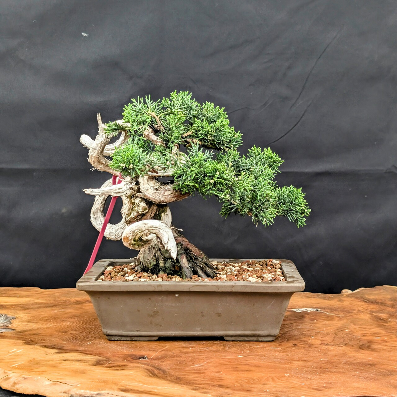 35 Year Old Shimpaku 'kishu' Juniper in an Ungalzed Planter (No