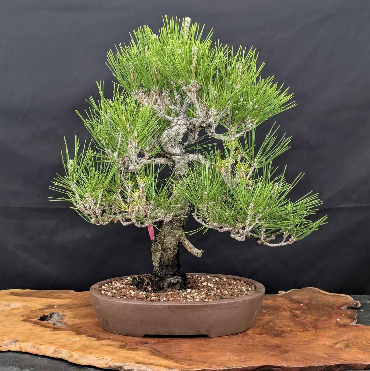 35 Year Old Pot Grown Japanese Black Pine in an Unglazed Pot (No