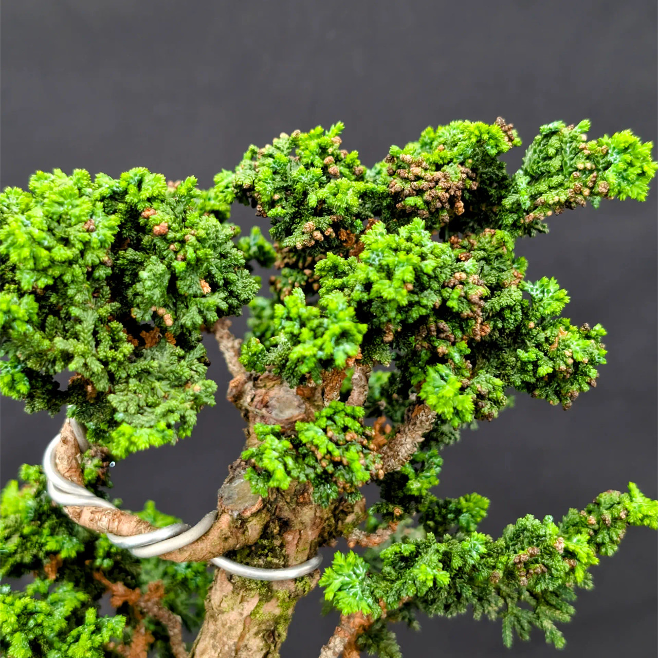 Old Sekka Dwarf Hinoki Cypress in an Unglazed Yixing Ceramic