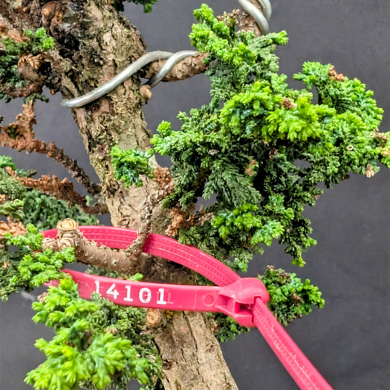 Nokko plants Old Sekka Dwarf Hinoki Cypress in an Unglazed Ceramic Pot