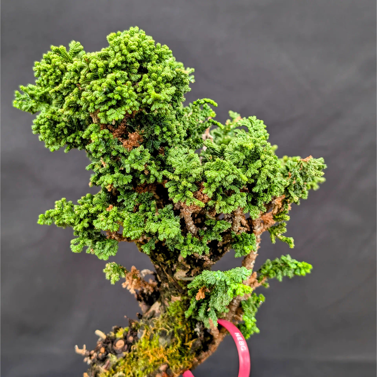 Nokko plants Old Sekka Dwarf Hinoki Cypress in an Unglazed Ceramic Pot