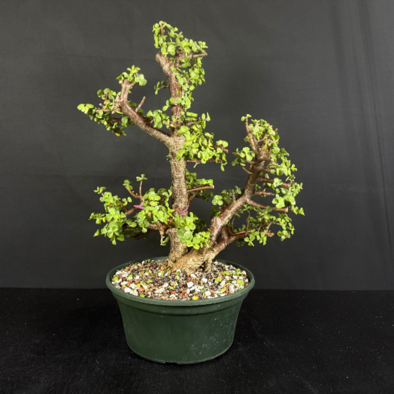 Clump Style Dwarf Jade 'Portulacara afra' in a Grow Pot (No. 16151