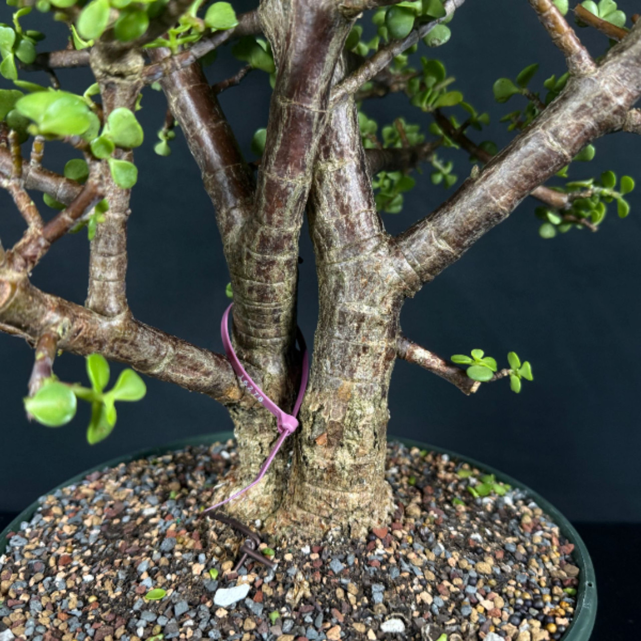 盆栽② Mature Twin Trunk Dwarf Jade 'Portulacara afra' in a Grow Pot (No