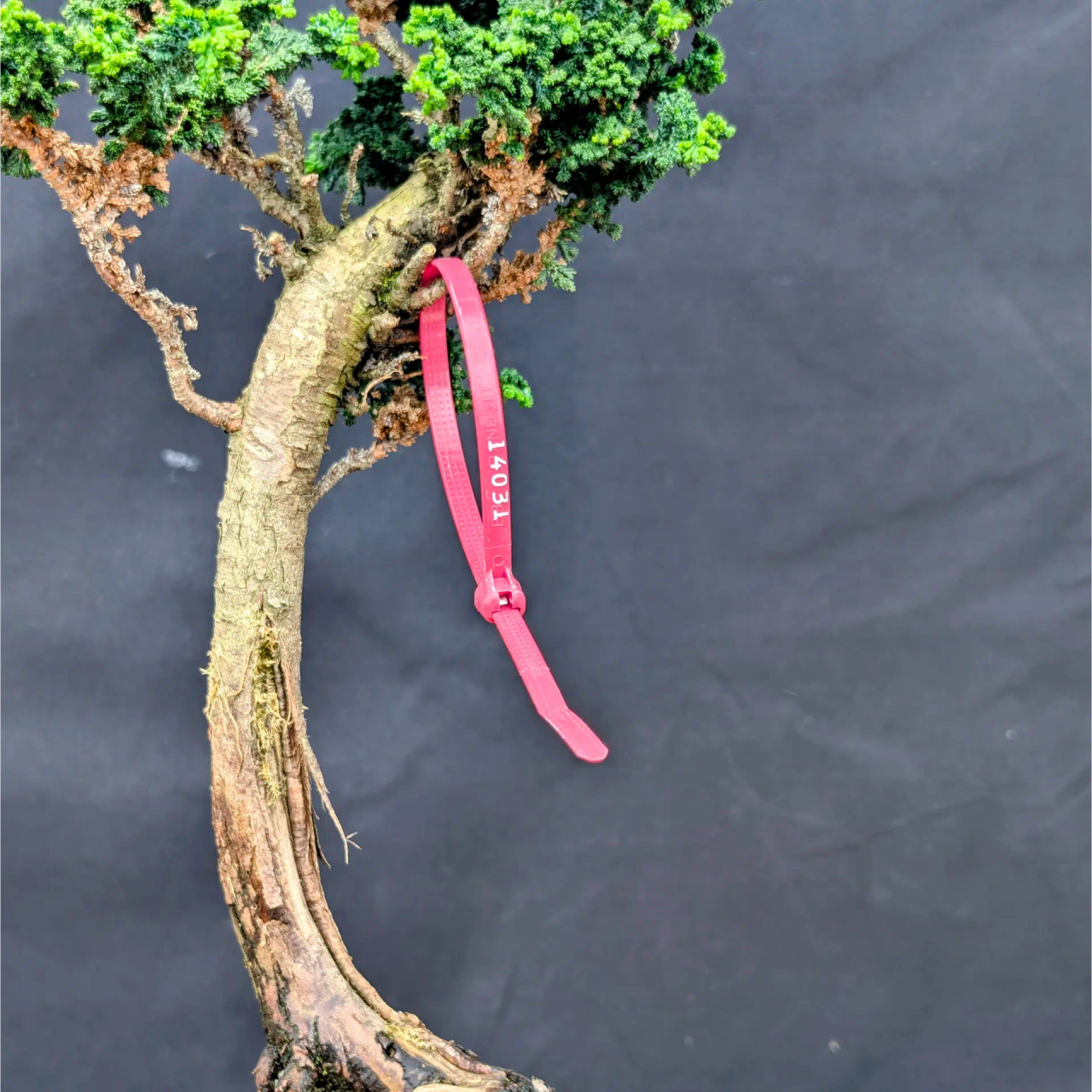 Old Sekka Dwarf Hinoki Cypress in an Unglazed Ceramic Pot