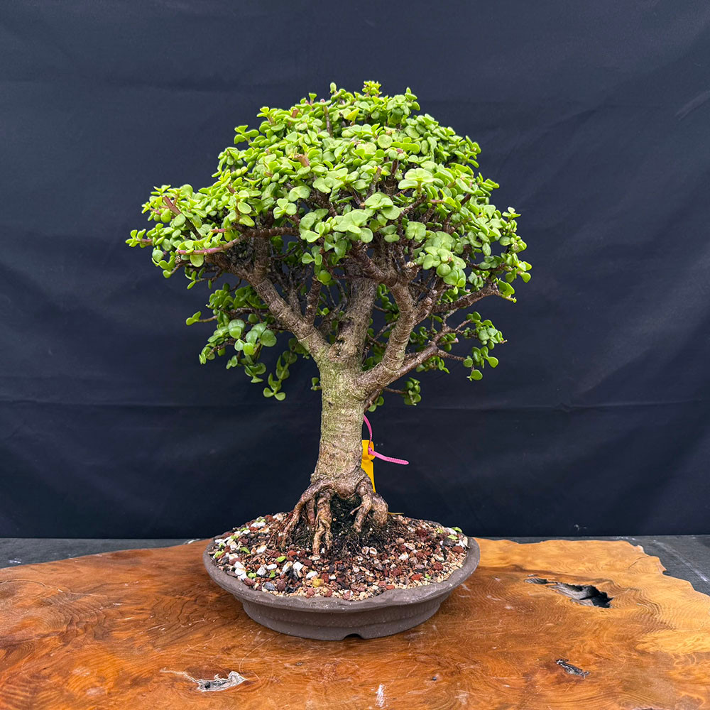 Dwarf Jade (Portulacaria Afra) bonsai in Japanese Ceramic Pot No