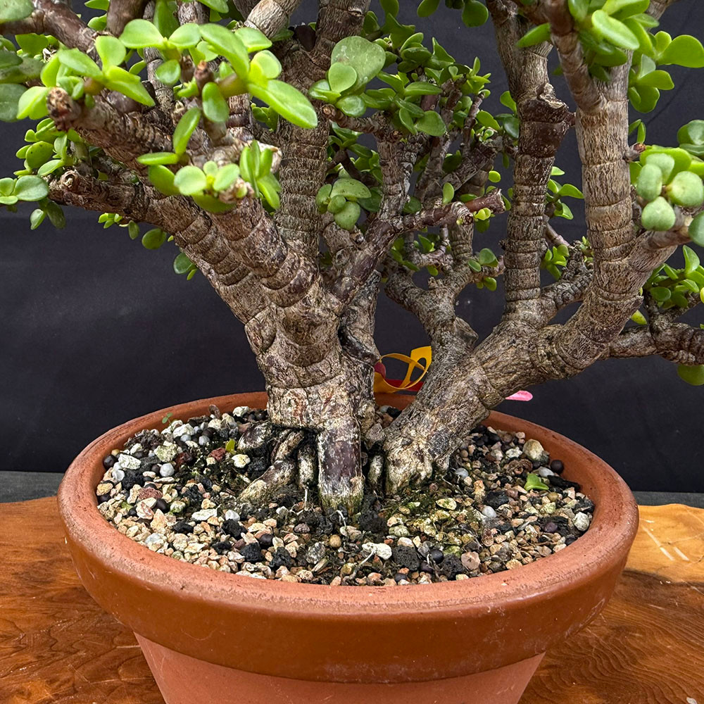 Clump Style Dwarf Jade (Portulacaria Afra) bonsai in Japanese
