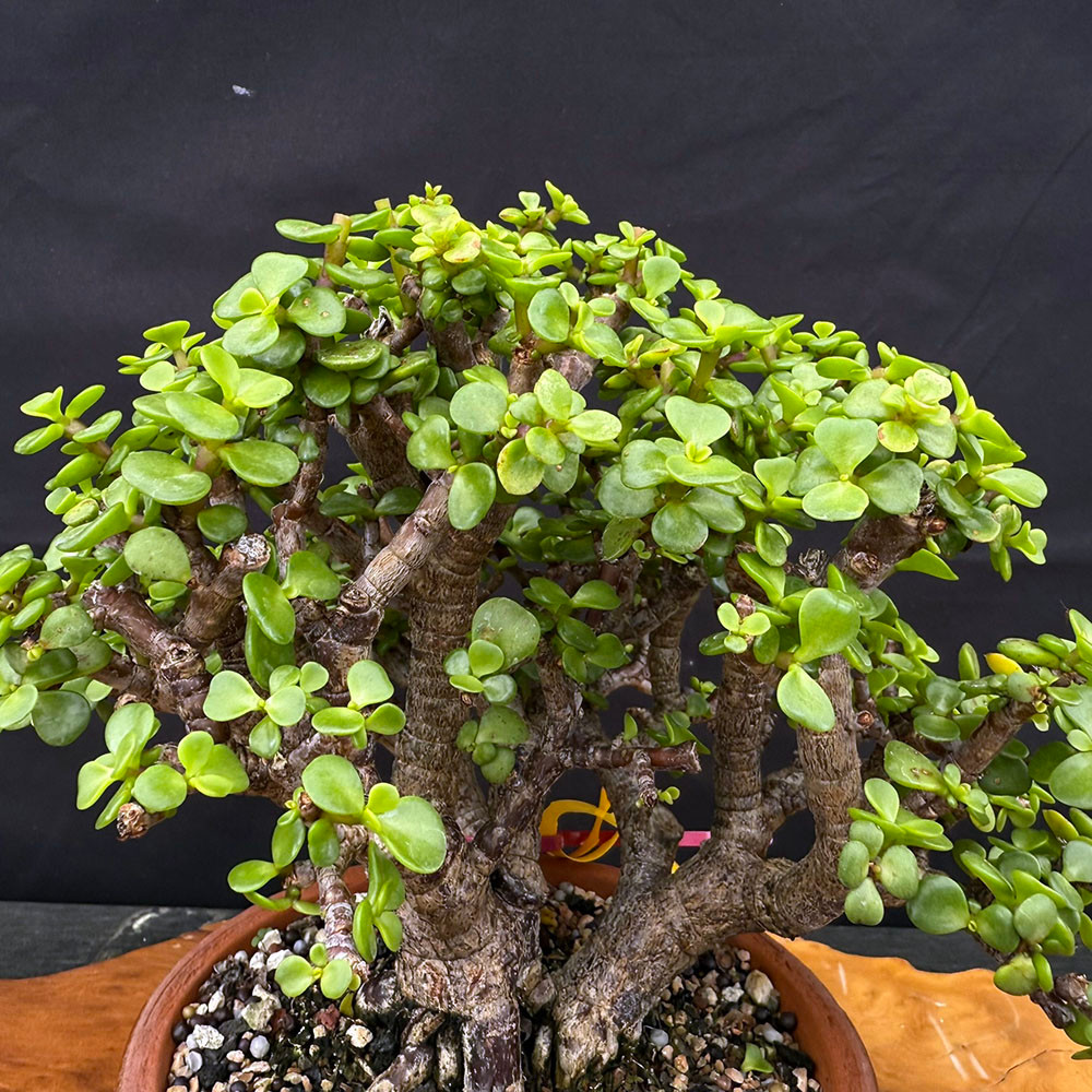 Clump Style Dwarf Jade (Portulacaria Afra) bonsai in Japanese