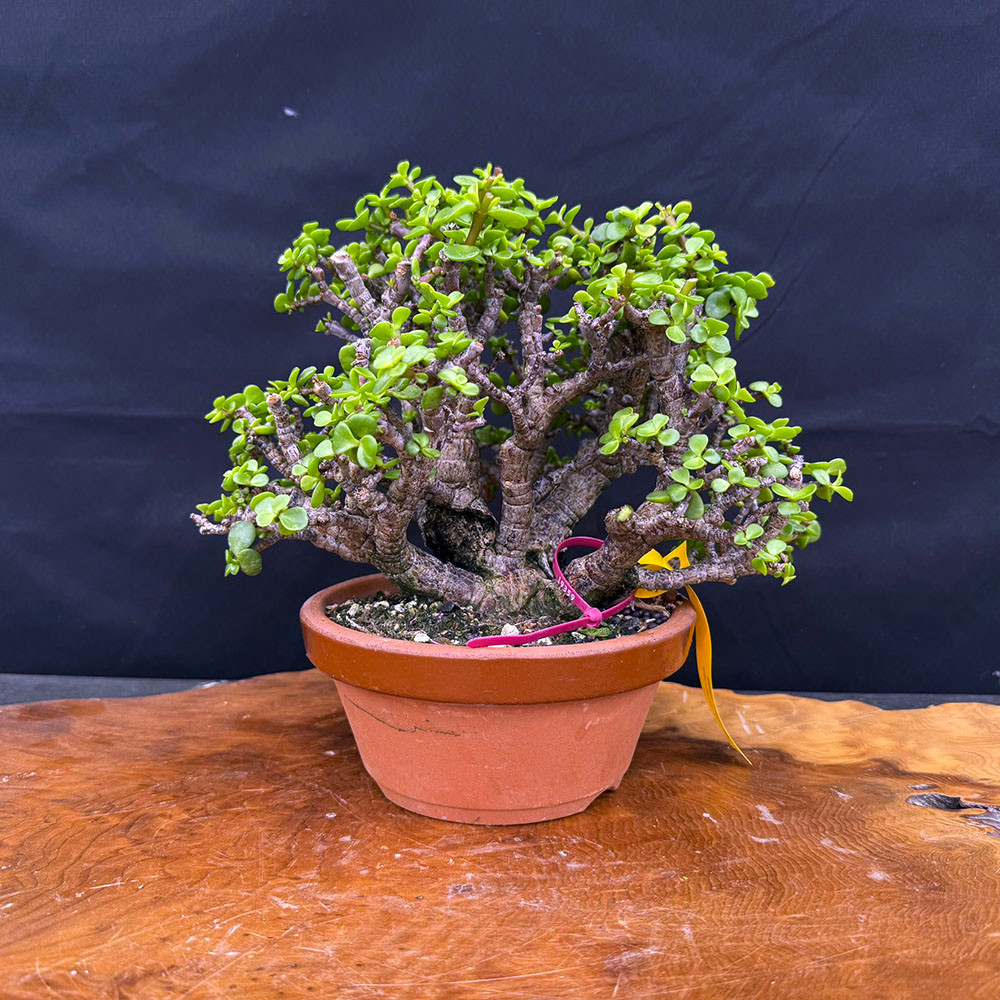 Clump Style Dwarf Jade (Portulacaria Afra) bonsai in Japanese