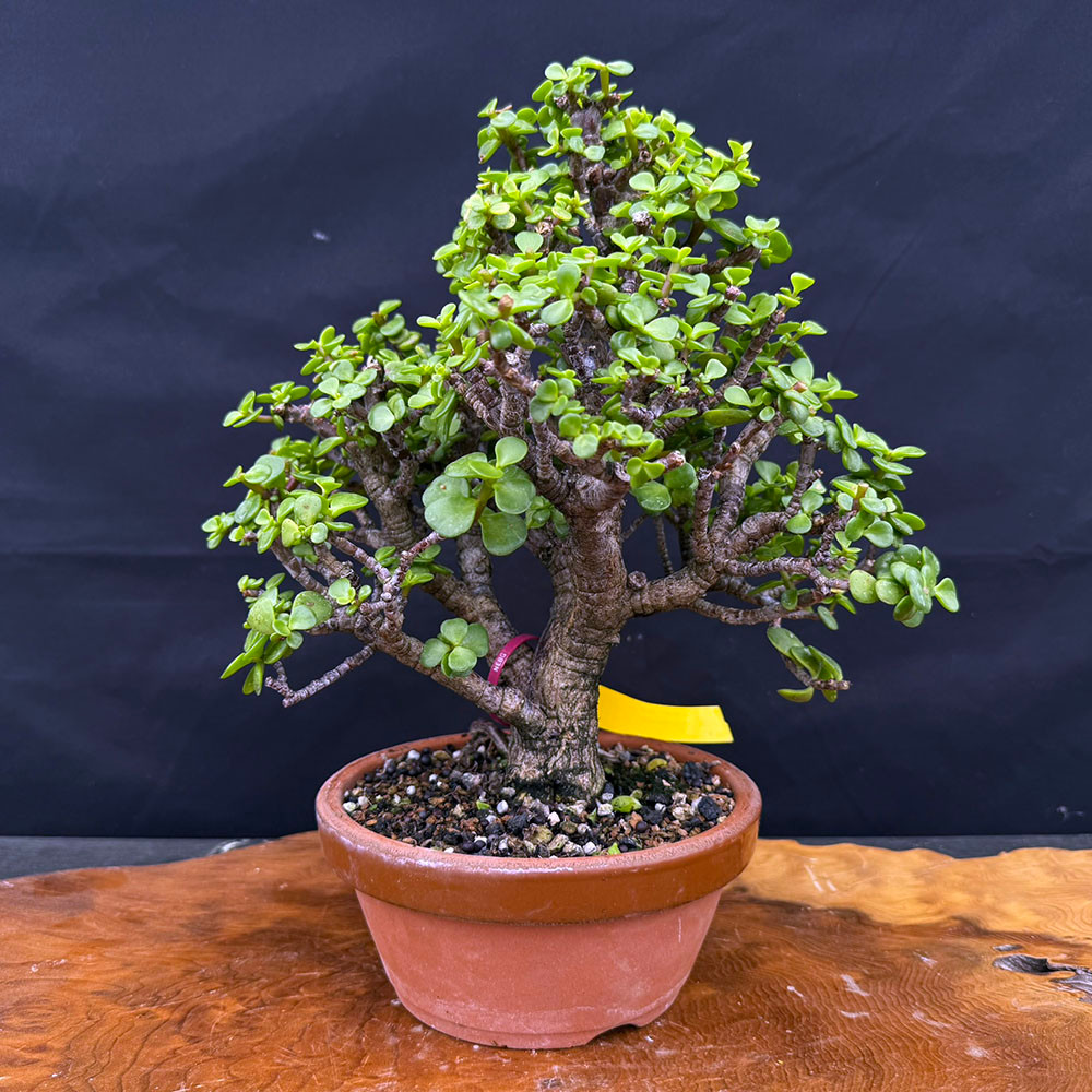Dwarf Jade (Portulacaria Afra) bonsai in Japanese Tokoname Pot No