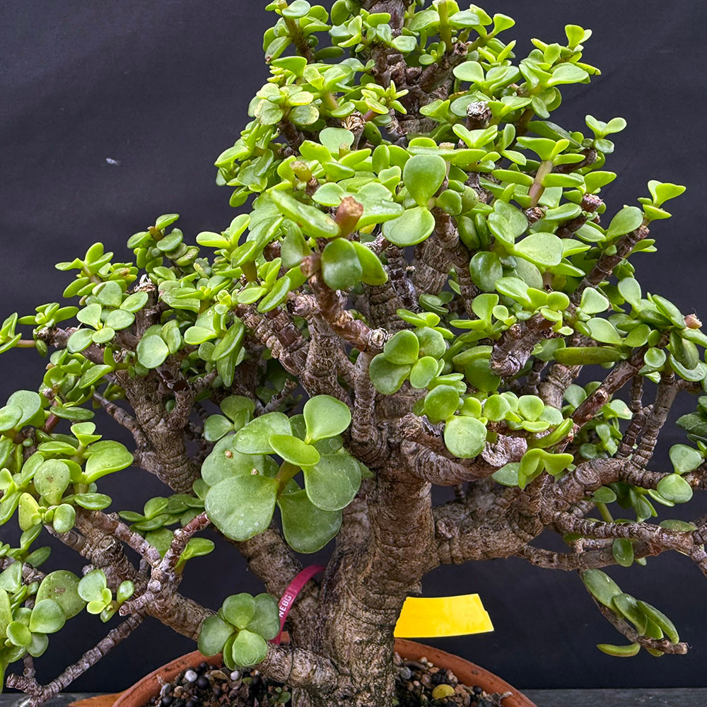 Dwarf Jade (Portulacaria Afra) bonsai in Japanese Tokoname Pot No