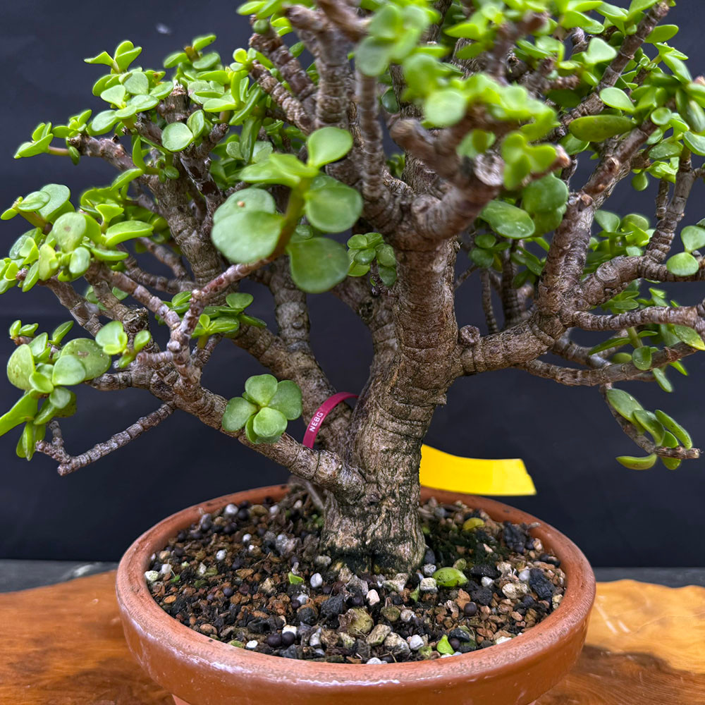 Dwarf Jade (Portulacaria Afra) bonsai in Japanese Tokoname Pot No