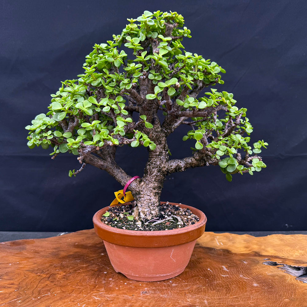 Rough Bark (Cork Bark) Dwarf Jade Portulacaria Afra in a Tokoname