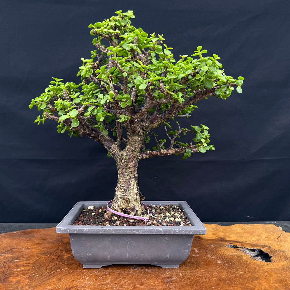 Rough Bark (Cork Bark) Dwarf Jade Portulacaria Afra in a Plastic