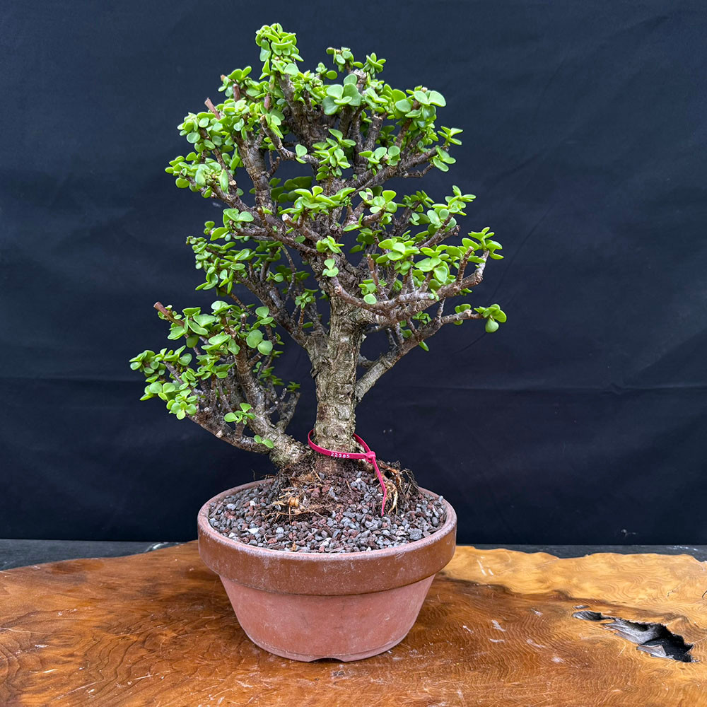 Rough Bark (Cork Bark) Dwarf Jade Portulacaria Afra in a Tokoname