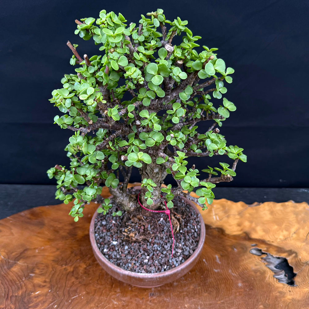Rough Bark (Cork Bark) Dwarf Jade Portulacaria Afra in a Tokoname