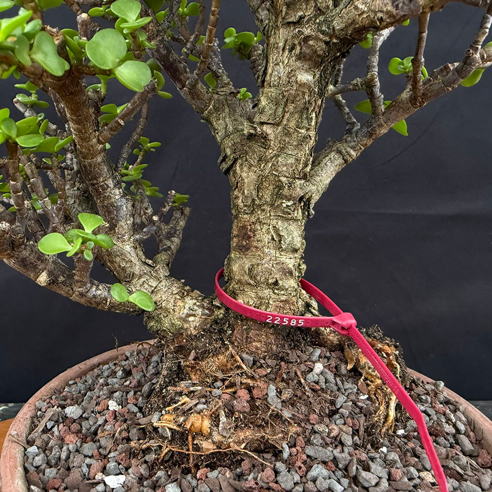 Rough Bark (Cork Bark) Dwarf Jade Portulacaria Afra in a Tokoname