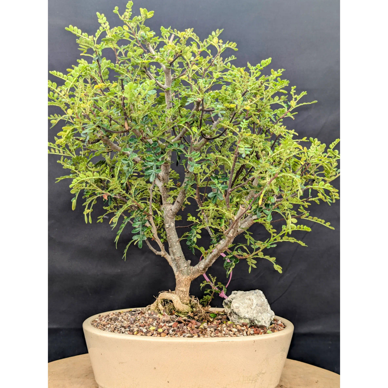 Spicy-Citrus Scent Chinese Pepper Bonsai (No. 16917) - Bonsai Outlet